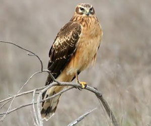 Хулд (Саарал хулд, Цагаан элэгт)